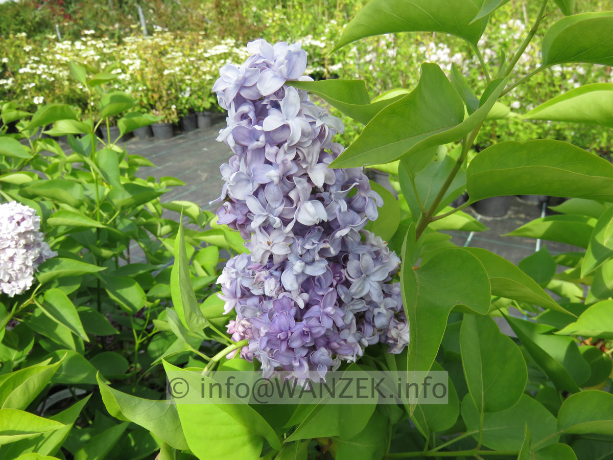 Syringa vulgaris Nadezhda 02.JPG